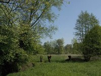 NL, Noord-Brabant, Baarle-Nassau, Baarlebrug 8, Saxifraga-Jan van der Straaten