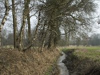 NL, Noord-Brabant, Baarle-Nassau, Baarlebrug, Staakheuvelse Loop 1, Saxifraga-Willem van Kruijsbergen