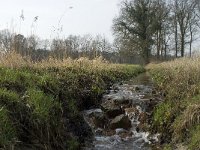 NL, Noord-Brabant, Baarle-Nassau, Baarlebrug, Staakheuvelse Loop 2, Saxifraga-Willem van Kruijsbergen