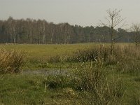 NL, Noord-Brabant, Baarle-Nassau, Castelreesche Heide 10, Saxifraga-Marijke Verhagen