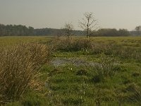 NL, Noord-Brabant, Baarle-Nassau, Castelreesche Heide 14, Saxifraga-Marijke Verhagen