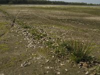 NL, Noord-Brabant, Baarle-Nassau, Castelreesche Heide 2, Saxifraga-Jan van der Straaten