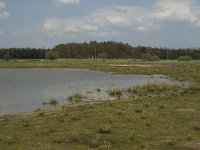 NL, Noord-Brabant, Baarle-Nassau, Castelreesche Heide 5, Saxifraga-Jan van der Straaten