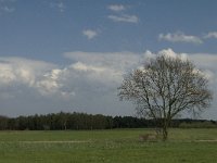 NL, Noord-Brabant, Baarle-Nassau, Castelreesche Heide 8, Saxifraga-Jan van der Straaten