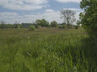 NL, Noord-Brabant, Baarle-Nassau, De Broskens 10, Saxifraga-Marijke Verhagen