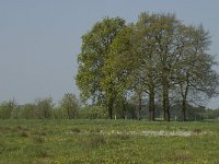 NL, Noord-Brabant, Baarle-Nassau, De Broskens 14, Saxifraga-Willem van Kruijsbergen