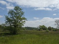 NL, Noord-Brabant, Baarle-Nassau, De Broskens 15, Saxifraga-Marijke Verhagen