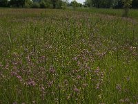 NL, Noord-Brabant, Baarle-Nassau, De Broskens 24, Saxifraga-Jan van der Straaten