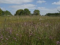 NL, Noord-Brabant, Baarle-Nassau, De Broskens 27, Saxifraga-Marijke Verhagen