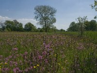 NL, Noord-Brabant, Baarle-Nassau, De Broskens 30, Saxifraga-Jan van der Straaten