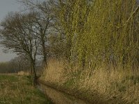 NL, Noord-Brabant, Baarle-Nassau, De Broskens 34, Saxifraga-Marijke Verhagen