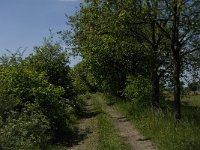 NL, Noord-Brabant, Baarle-Nassau, De Broskens 37, Saxifraga-Jan van der Straaten