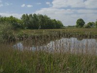 NL, Noord-Brabant, Baarle-Nassau, De Broskens 51, Saxifraga-Jan van der Straaten