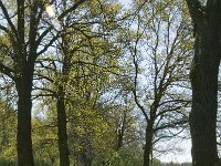 NL, Noord-Brabant, Baarle-Nassau, De Manke Goren 1, Saxifraga-Jan van der Straaten