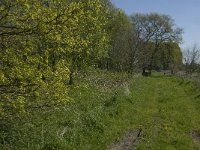 NL, Noord-Brabant, Baarle-Nassau, De Manke Goren 10, Saxifraga-Jan van der Straaten