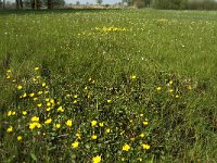 NL, Noord-Brabant, Baarle-Nassau, De Manke Goren 105, Saxifraga-Willem van Kruijsbergen