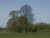 NL, Noord-Brabant, Baarle-Nassau, De Manke Goren 11, Saxifraga-Jan van der Straaten