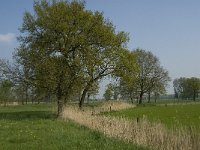 NL, Noord-Brabant, Baarle-Nassau, De Manke Goren 111, Saxifraga-Willem van Kruijsbergen