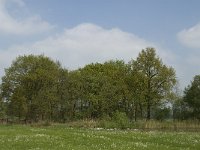 NL, Noord-Brabant, Baarle-Nassau, De Manke Goren 122, Saxifraga-Willem van Kruijsbergen