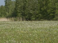 NL, Noord-Brabant, Baarle-Nassau, De Manke Goren 129, Saxifraga-Willem van Kruijsbergen