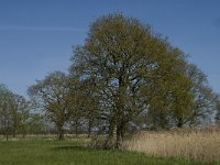 NL, Noord-Brabant, Baarle-Nassau, De Manke Goren 13, Saxifraga-Jan van der Straaten