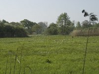 NL, Noord-Brabant, Baarle-Nassau, De Manke Goren 132, Saxifraga-Willem van Kruijsbergen