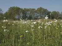 NL, Noord-Brabant, Baarle-Nassau, De Manke Goren 144, Saxifraga-Willem van Kruijsbergen