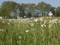 NL, Noord-Brabant, Baarle-Nassau, De Manke Goren 145, Saxifraga-Willem van Kruijsbergen