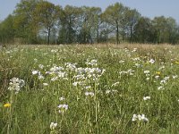 NL, Noord-Brabant, Baarle-Nassau, De Manke Goren 146, Saxifraga-Willem van Kruijsbergen