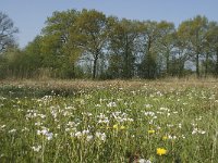 NL, Noord-Brabant, Baarle-Nassau, De Manke Goren 147, Saxifraga-Willem van Kruijsbergen