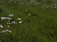 NL, Noord-Brabant, Baarle-Nassau, De Manke Goren 15, Saxifraga-Jan van der Straaten