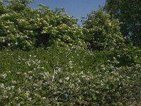 NL, Noord-Brabant, Baarle-Nassau, De Manke Goren 151, Saxifraga-Jan van der Straaten