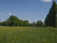 NL, Noord-Brabant, Baarle-Nassau, De Manke Goren 156, Saxifraga-Jan van der Straaten