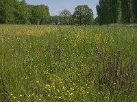 NL, Noord-Brabant, Baarle-Nassau, De Manke Goren 157, Saxifraga-Jan van der Straaten