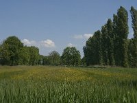 NL, Noord-Brabant, Baarle-Nassau, De Manke Goren 160, Saxifraga-Jan van der Straaten