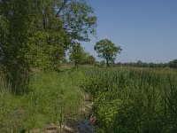 NL, Noord-Brabant, Baarle-Nassau, De Manke Goren 167, Saxifraga-Jan van der Straaten