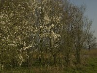 NL, Noord-Brabant, Baarle-Nassau, De Manke Goren 172, Saxifraga-Marijke Verhagen