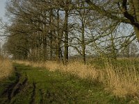 NL, Noord-Brabant, Baarle-Nassau, De Manke Goren 173, Saxifraga-Marijke Verhagen