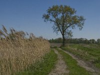 NL, Noord-Brabant, Baarle-Nassau, De Manke Goren 19, Saxifraga-Jan van der Straaten