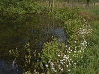 NL, Noord-Brabant, Baarle-Nassau, De Manke Goren 190, Saxifraga-Jan van der Straaten