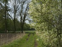 NL, Noord-Brabant, Baarle-Nassau, De Manke Goren 194, Saxifraga-Jan van der Straaten