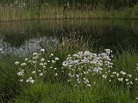 NL, Noord-Brabant, Baarle-Nassau, De Manke Goren 197 Saxifraga-Jan van der Straaten