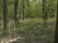 NL, Noord-Brabant, Baarle-Nassau, De Manke Goren 33, Saxifraga-Willem van Kruijsbergen