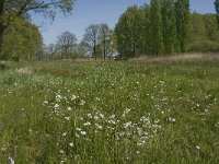 NL, Noord-Brabant, Baarle-Nassau, De Manke Goren 4, Saxifraga-Jan van der Straaten