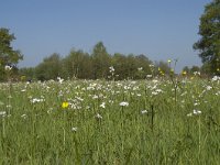 NL, Noord-Brabant, Baarle-Nassau, De Manke Goren 41, Saxifraga-Willem van Kruijsbergen