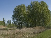 NL, Noord-Brabant, Baarle-Nassau, De Manke Goren 5, Saxifraga-Jan van der Straaten