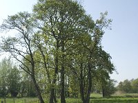 NL, Noord-Brabant, Baarle-Nassau, De Manke Goren 57, Saxifraga-Willem van Kruijsbergen