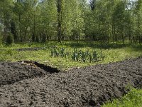 NL, Noord-Brabant, Baarle-Nassau, De Manke Goren 63, Saxifraga-Willem van Kruijsbergen