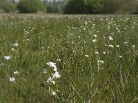 NL, Noord-Brabant, Baarle-Nassau, De Manke Goren 71, Saxifraga-Willem van Kruijsbergen