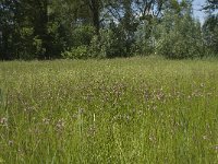 NL, Noord-Brabant, Baarle-Nassau, De Manke Goren 80, Saxifraga-Willem van Kruijsbergen